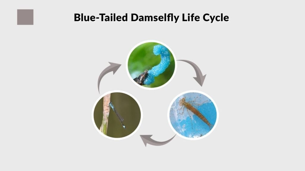 Blue-Tailed Damselfly Life Cycle