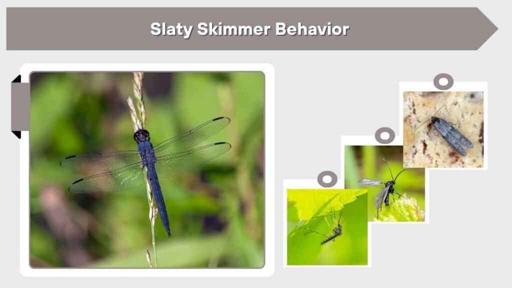 Slaty Skimmer Behavior