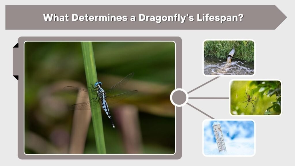 What Determines a Dragonfly's Lifespan?