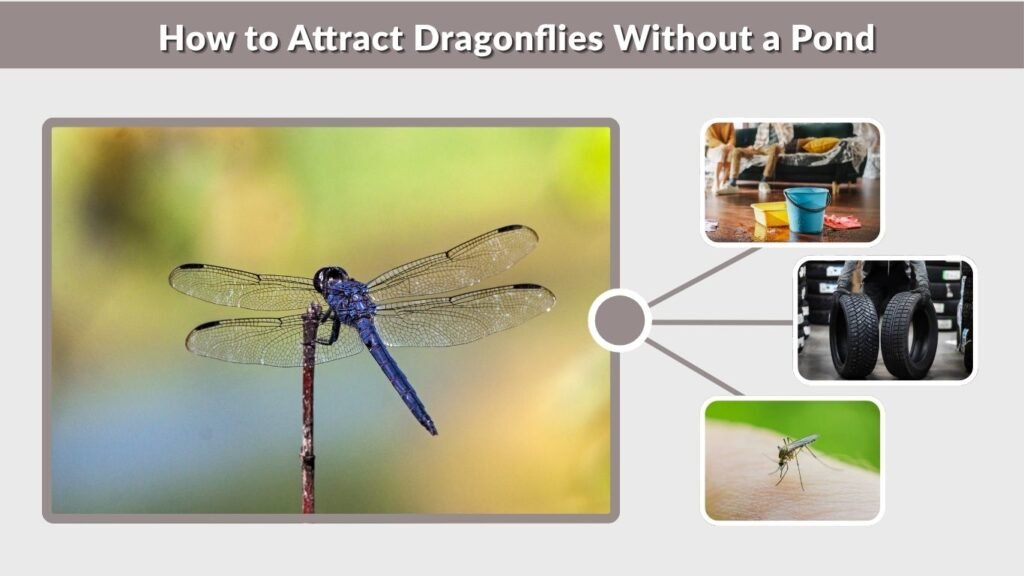 How to Attract Dragonflies Without a Pond