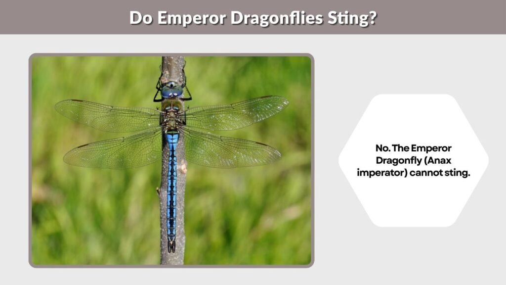 Do Emperor Dragonflies Sting?