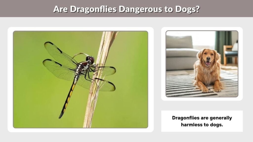 Are Dragonflies Dangerous to Dogs?