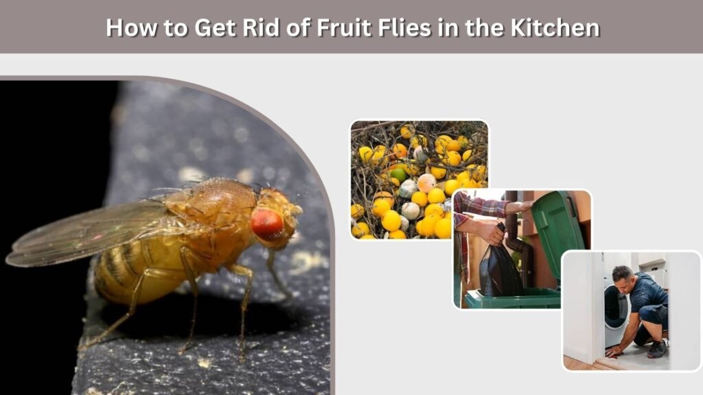 How to Get Rid of Fruit Flies in the Kitchen