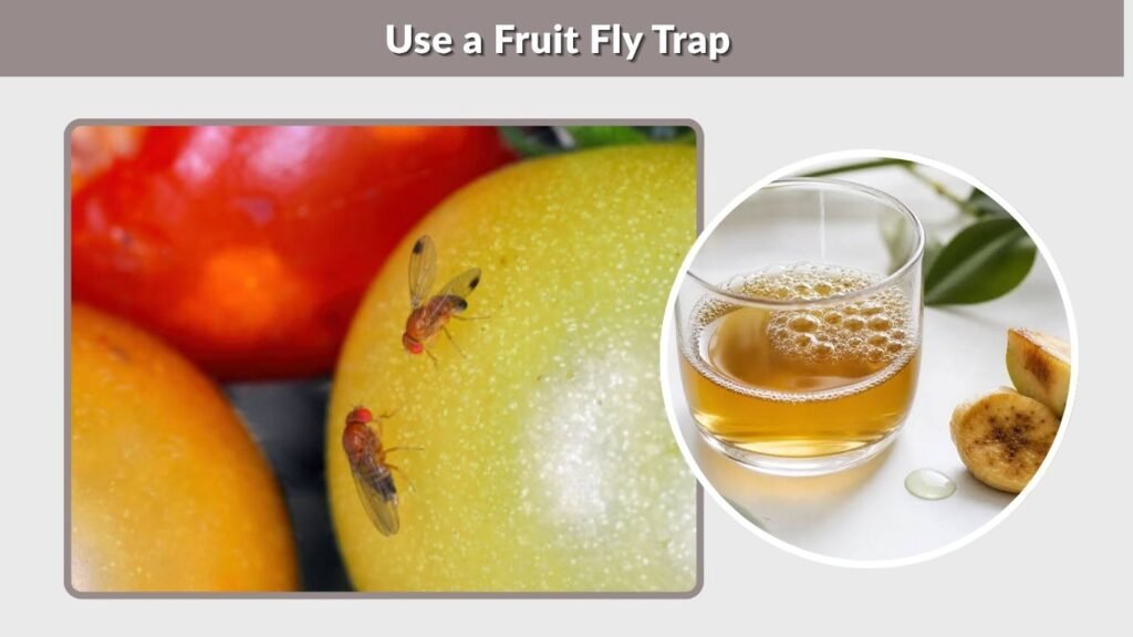 Use a Fruit Fly Trap