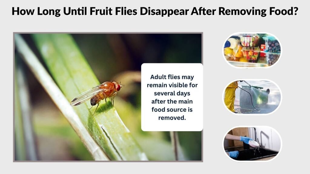 How Long Until Fruit Flies Disappear After Removing Food?
