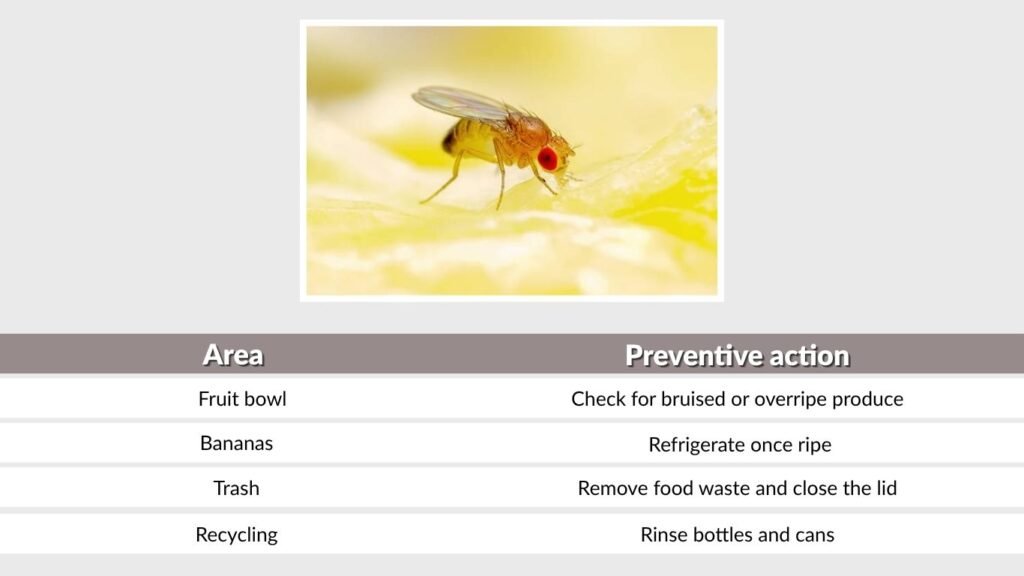 Daily Fruit-Fly Prevention Checklist