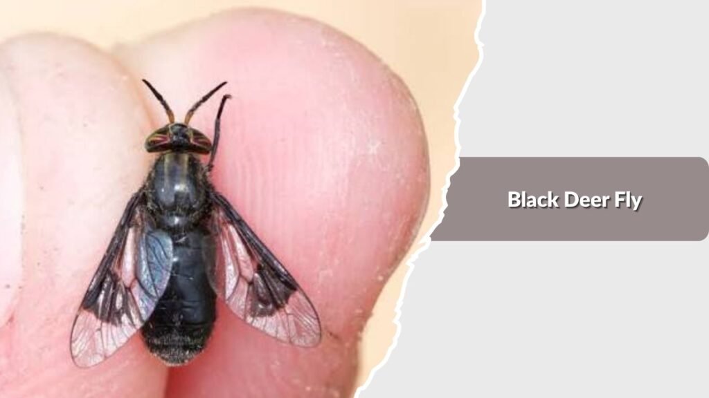 Black Deer Fly