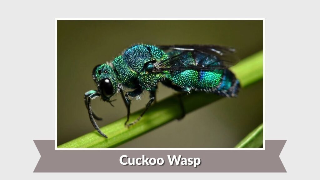 Cuckoo Wasp