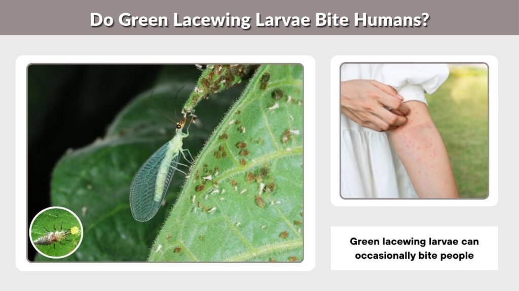 Do Green Lacewing Larvae Bite Humans?