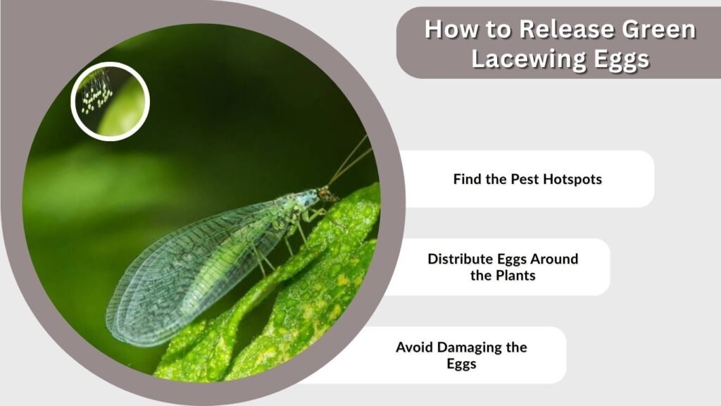 How to Release Green Lacewing Eggs