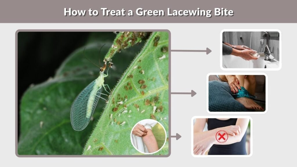 How to Treat a Green Lacewing Bite