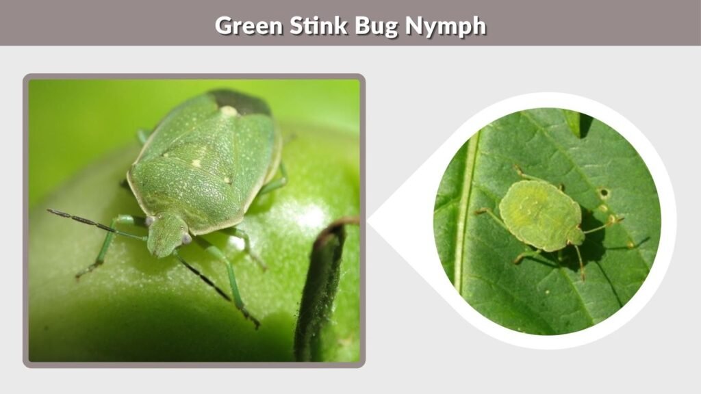 Green Stink Bug Nymph