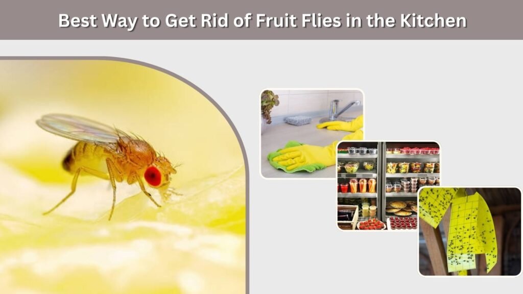 Best Way to Get Rid of Fruit Flies in the Kitchen