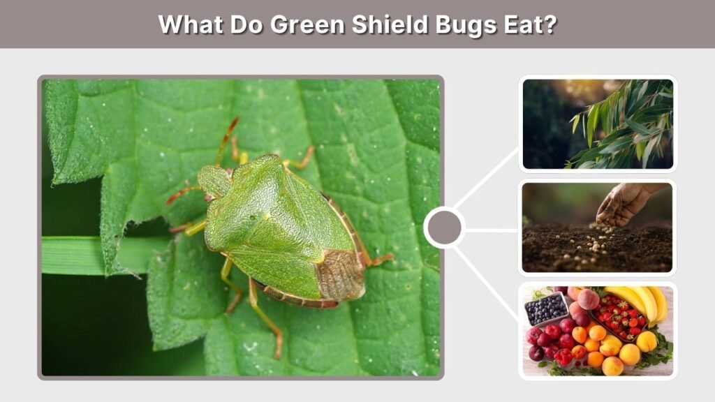 What Do Green Shield Bugs Eat?