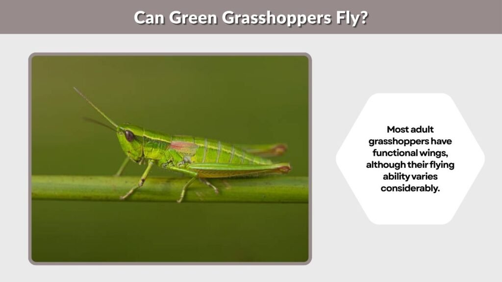 Can Green Grasshoppers Fly?