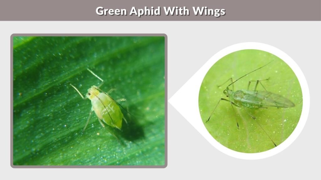 Green Aphid With Wings
