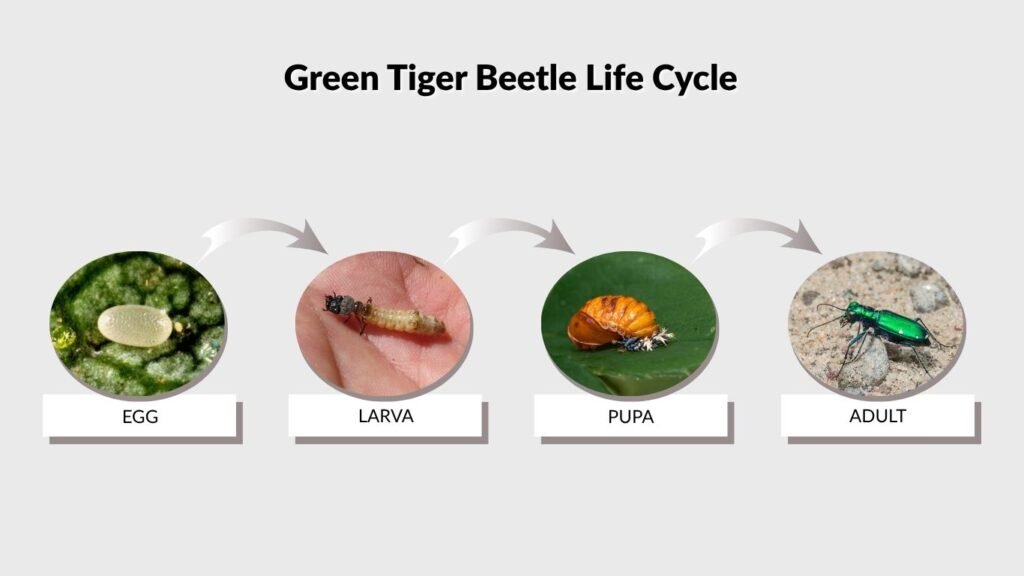 Green Tiger Beetle Life Cycle