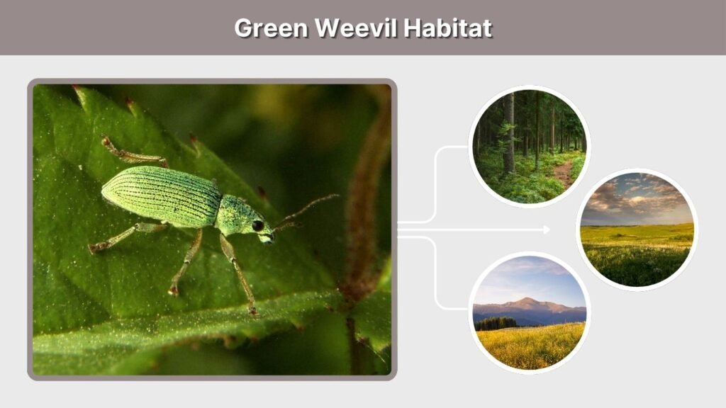 Green Weevil Habitat