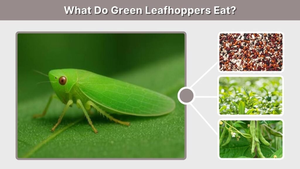 What Do Green Leafhoppers Eat?