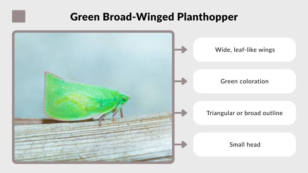 Green Broad-Winged Planthopper