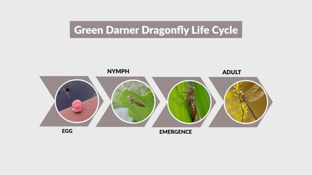 Green Darner Dragonfly Life Cycle