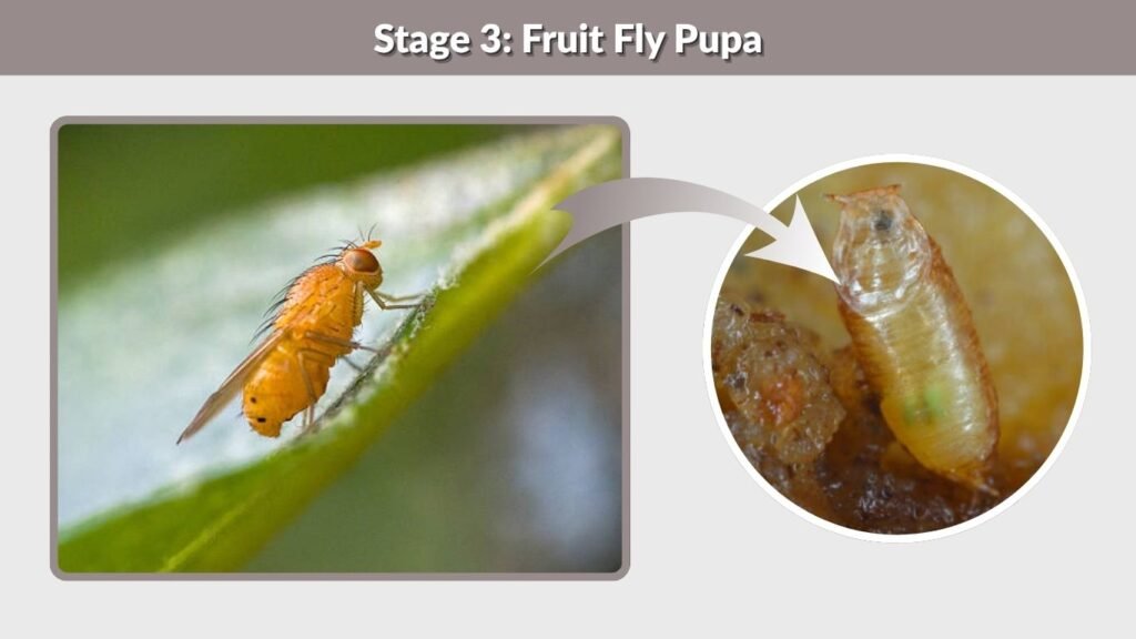 Stage 3: Fruit Fly Pupa