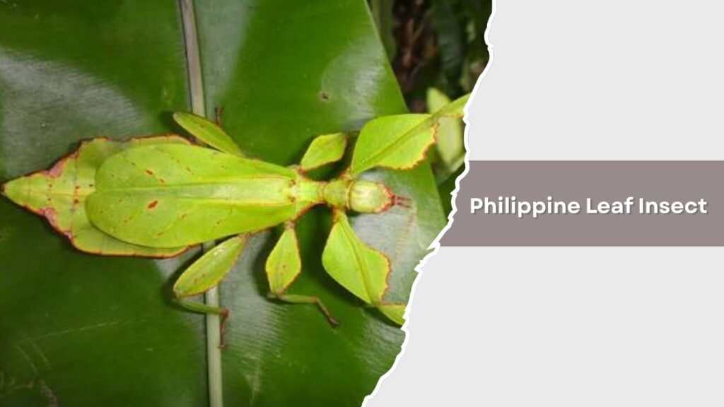 Philippine Leaf Insect