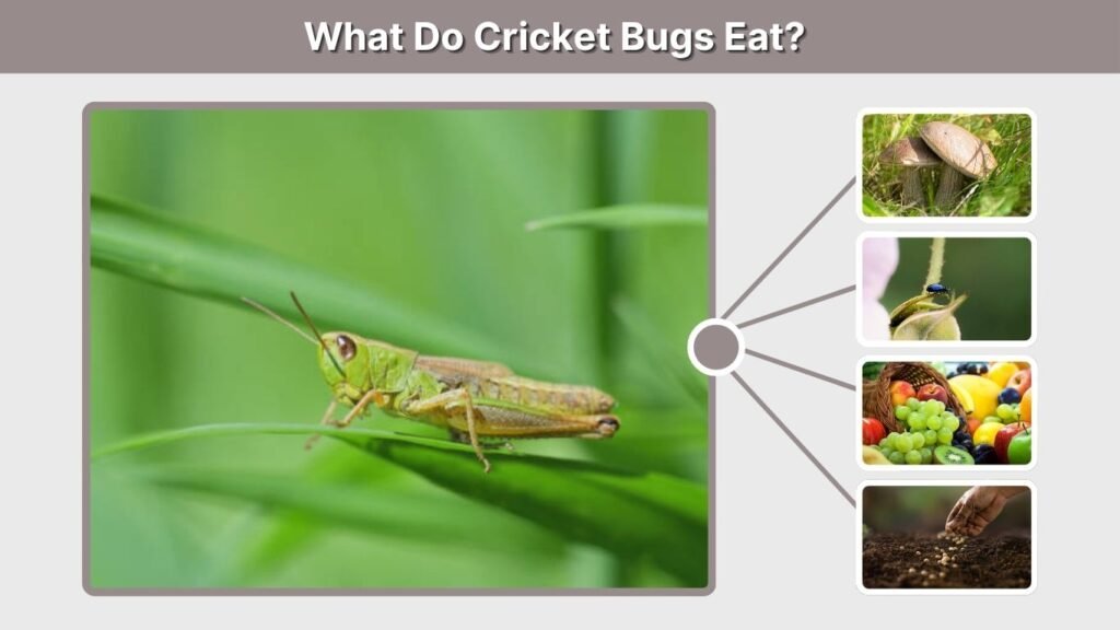 What Do Cricket Bugs Eat?
