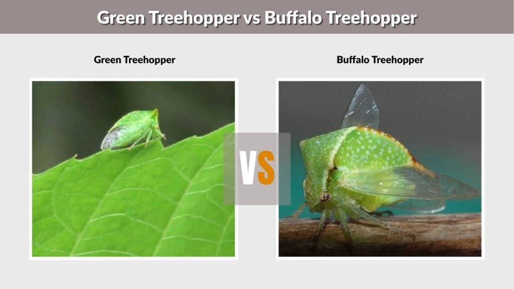 Green Treehopper vs Buffalo Treehopper