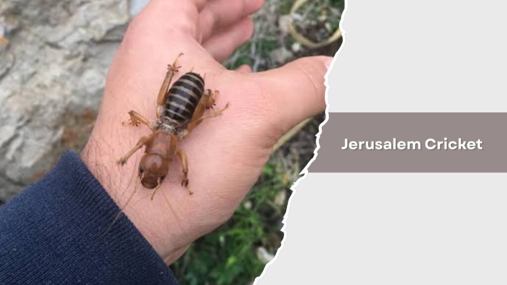 Jerusalem Cricket