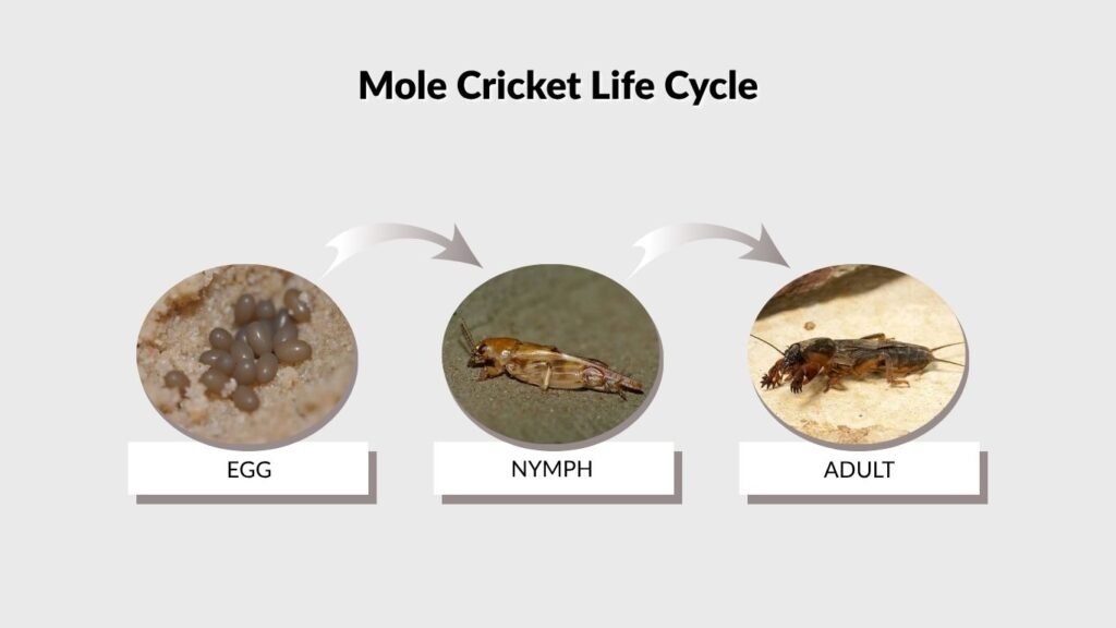Mole Cricket Life Cycle