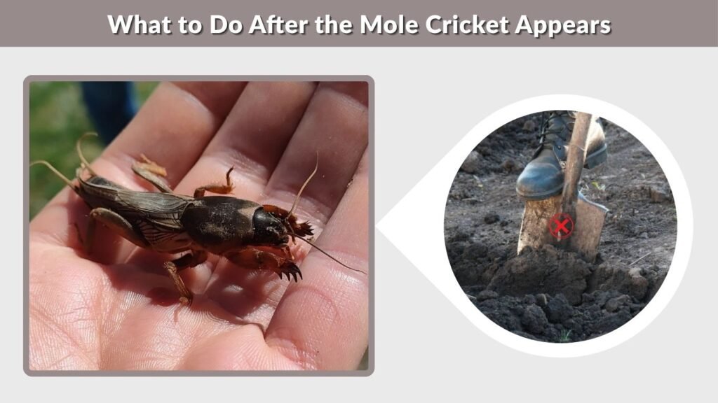 What to Do After the Mole Cricket Appears