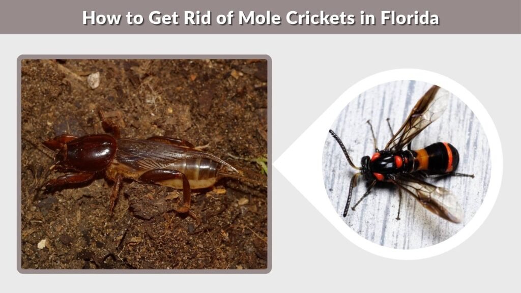 How to Get Rid of Mole Crickets in Florida