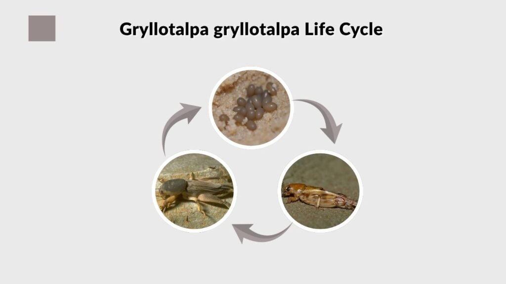 Gryllotalpa gryllotalpa Life Cycle