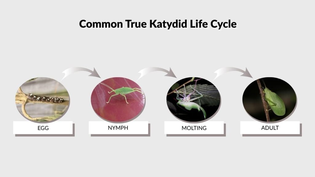 Common True Katydid Life Cycle