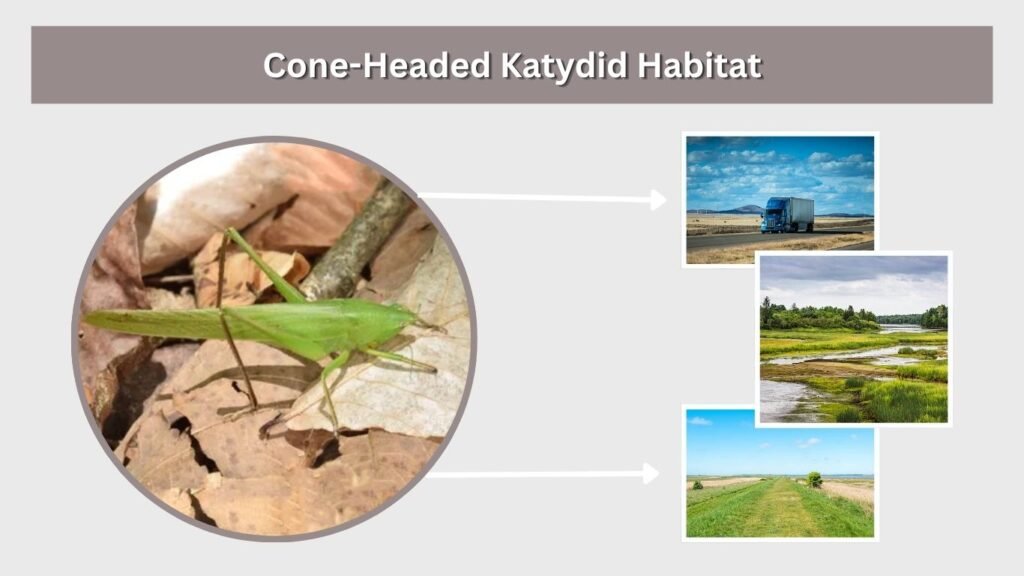 Cone-Headed Katydid Habitat