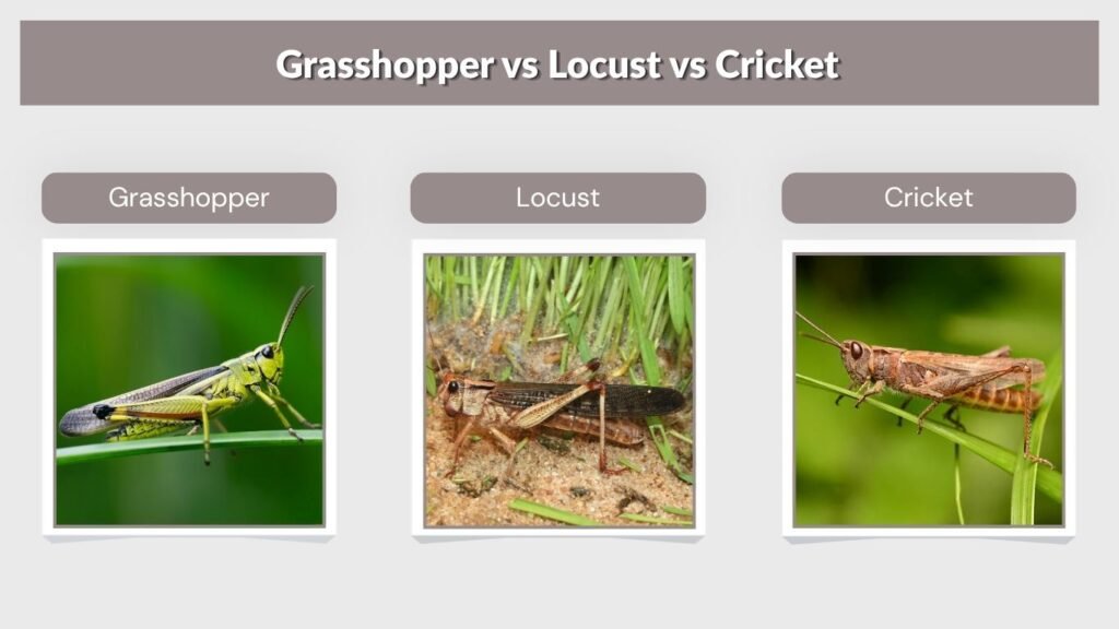 Grasshopper vs Locust vs Cricket