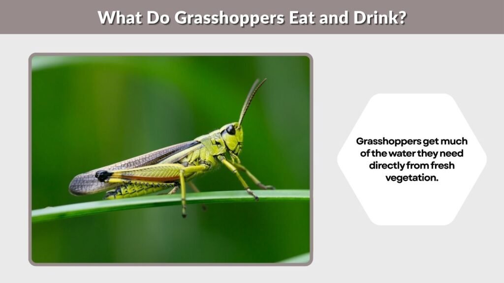 What Do Grasshoppers Eat and Drink?