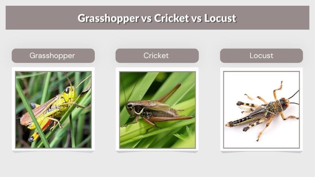 Grasshopper vs Cricket vs Locust