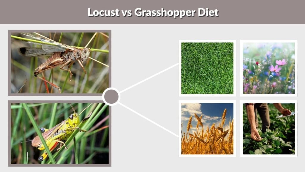 Locust vs Grasshopper Diet
