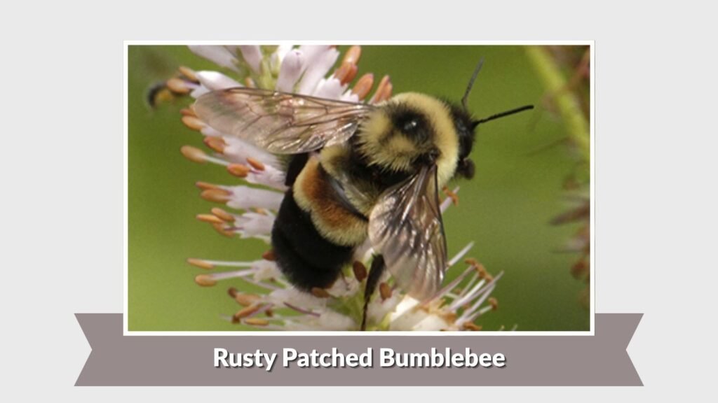Rusty Patched Bumblebee