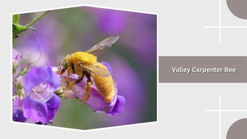 Valley Carpenter Bee