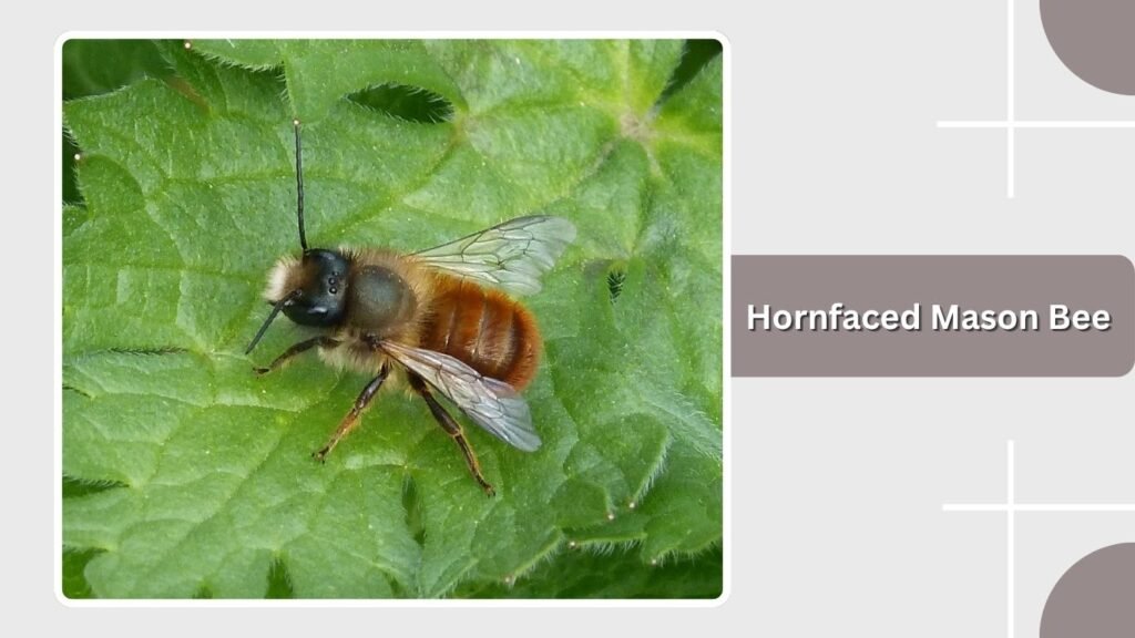 Hornfaced Mason Bee