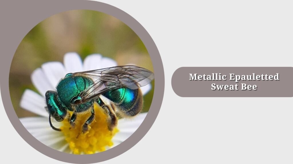 Metallic Epauletted Sweat Bee