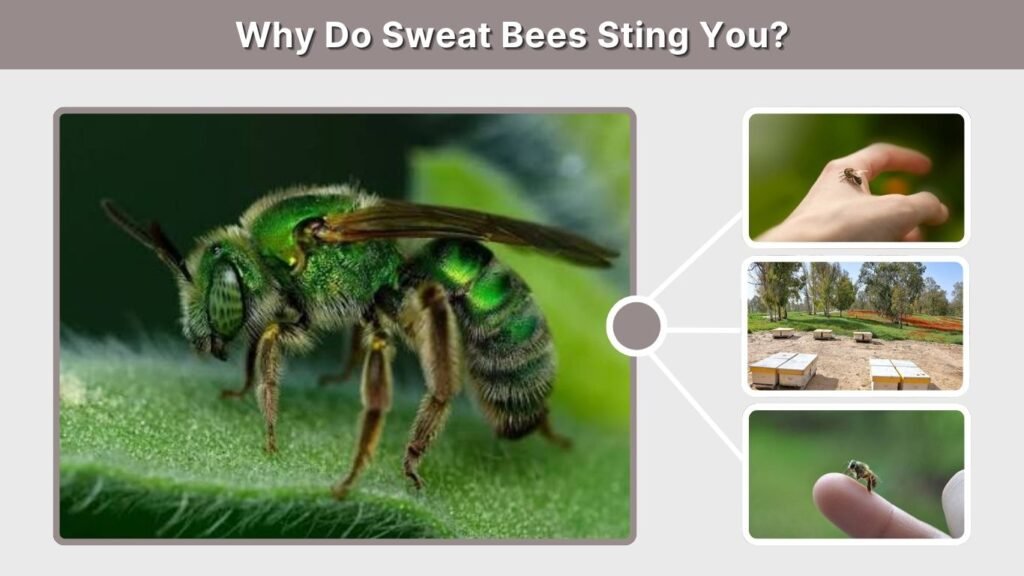 Why Do Sweat Bees Sting You?