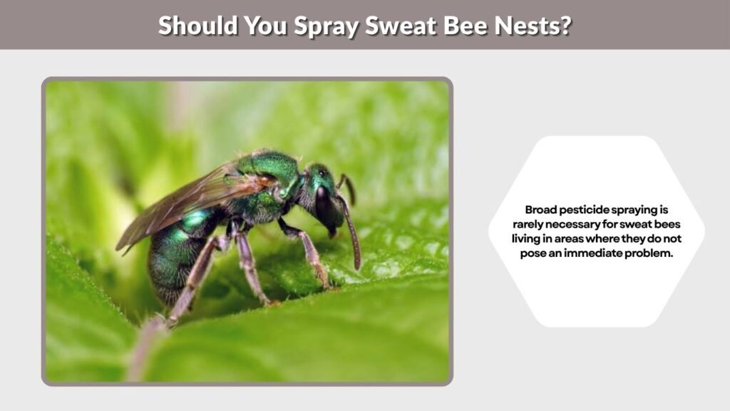 Should You Spray Sweat Bee Nests?