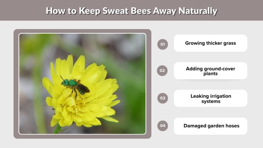 How to Keep Sweat Bees Away Naturally