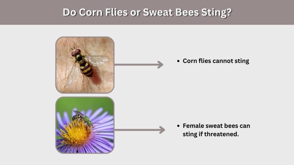 Do Corn Flies or Sweat Bees Sting?