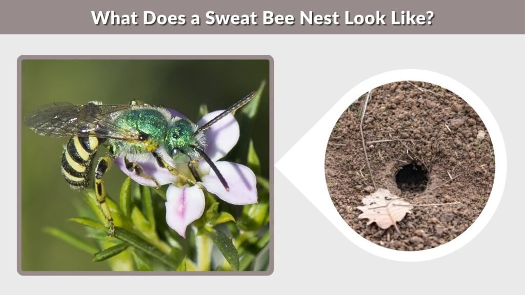 What Does a Sweat Bee Nest Look Like?