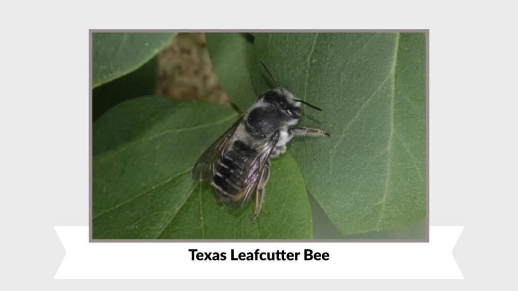 Texas Leafcutter Bee